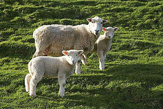绵羊,羊羔,农田,靠近,海滩,纳尔逊,区域,南岛,新西兰