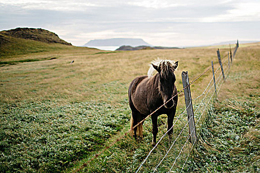 马,后面,围栏,地点,风景,看镜头,冰岛