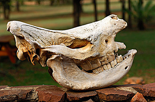 头骨,白犀牛,国家公园,斯威士兰,非洲