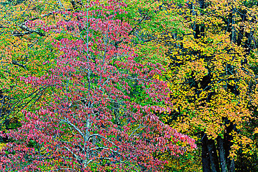 美国,西维吉尼亚,州立公园,秋天,景色,画廊