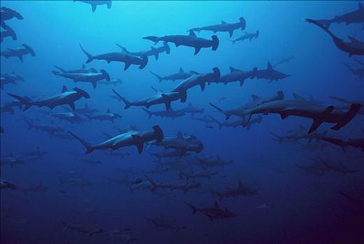 圆齿状,槌头双髻鲨,路氏双髻鲨,鱼群,脚,加拉帕戈斯群岛