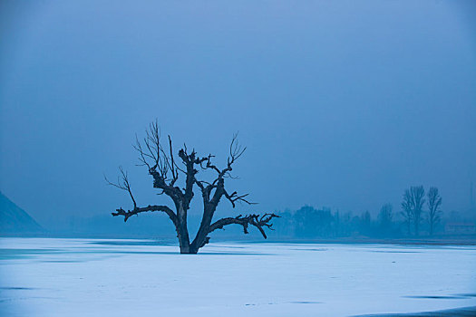 冰上枯树