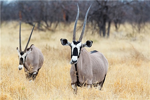 特写,头像,南非大羚羊,羚羊
