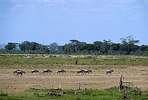 肯尼亚,安伯塞利国家公园,公园,角马