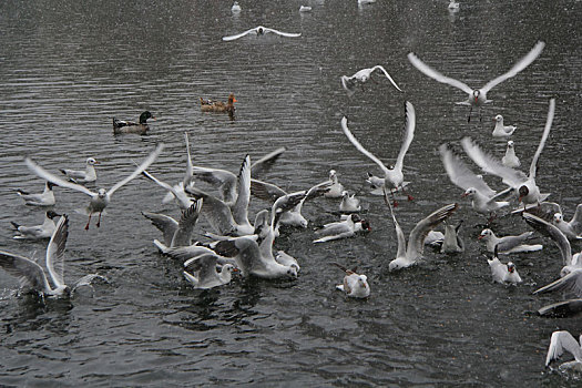 在湖面上嬉戏的一群海鸥