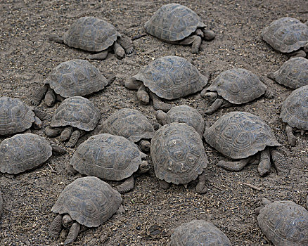 加拉帕戈斯巨龟,车站,岛屿,加拉帕戈斯群岛,厄瓜多尔,南美