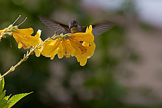 特写,蜂鸟,黄花,棕榈泉,加利福尼亚,美国