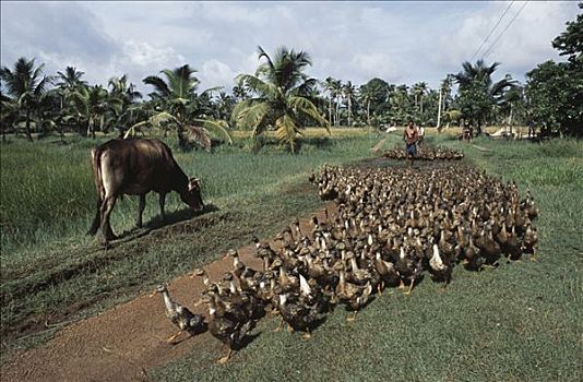 男人,放牧,成群,鸭子,地区,喀拉拉,印度