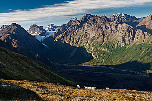 野大白羊,山脊,远眺,河,冰河,楚加奇州立公园,阿拉斯加,秋天