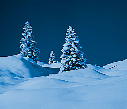 冬季风景,云杉,阿勒堡,奥地利