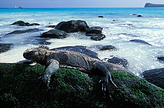 厄瓜多尔,加拉帕戈斯群岛,海鬣蜥,休息,朝日,火山岩,岛屿
