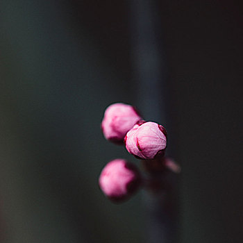 局部,城镇,早,开花树木,春天,空中,花,细枝,特写