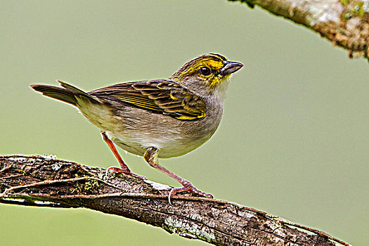 麻雀,栖息,枝条,靠近,国家公园,东南部,厄瓜多尔