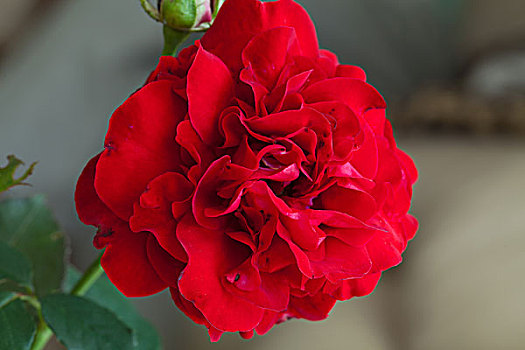 美,红玫瑰