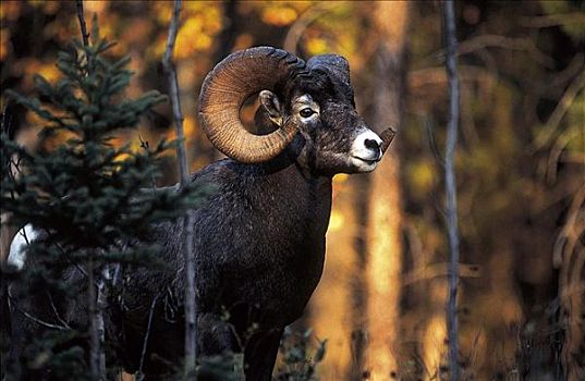 大角羊,哺乳动物,碧玉国家公园,加拿大,北美,动物
