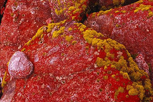 红色,苔藓,遮盖,石头,西区国家公园,新西兰