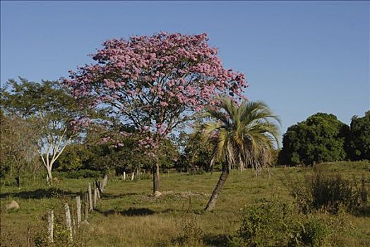 树,粉花,巴拉圭