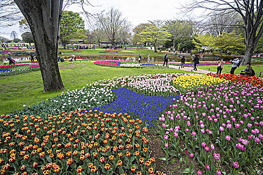 花,公园,东京,日本