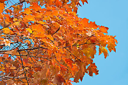 加拿大,魁北克,魁北克城,彩色,橙色,秋天,枫树,叶子,大幅,尺寸