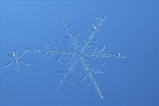 特写,两个,雪花,蓝色背景