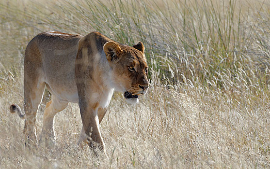 雌狮,狮子,走,高草,警惕,埃托沙国家公园,纳米比亚,非洲