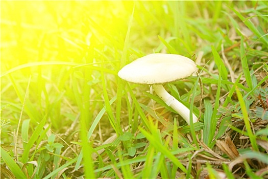 蘑菇,自然