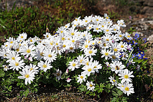 白色,银莲花,春天