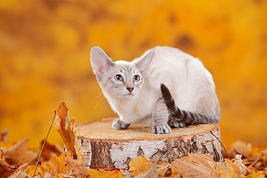 暹罗猫,坐,树干,秋叶,秋天