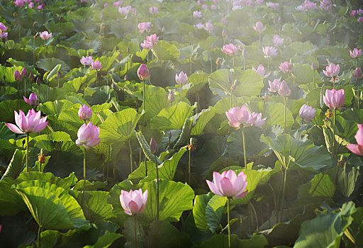 微山湖荷花