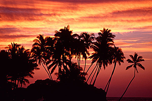 美国,夏威夷,夏威夷大岛,日落,上方,棕榈树,小树林