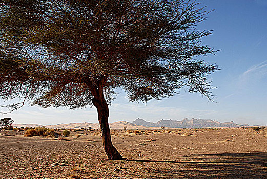 沙漠,树