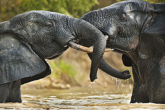 大象,雄性动物,非洲象,两个,站立,水,国家公园,加纳,对抗