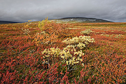 彩色,秋日风光,高原,北极圈,圆,靠近,城市,莫伊拉玛,挪威,欧洲