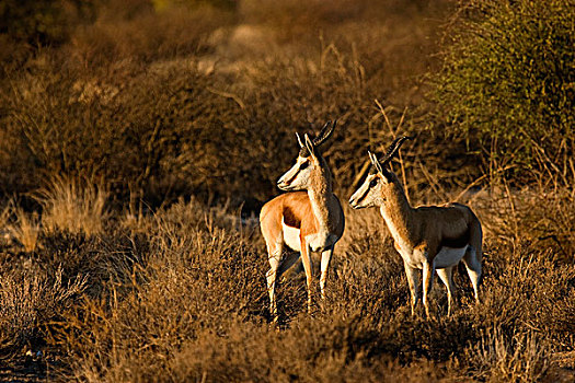 跳羚,一对,卡拉哈里沙漠,风景,卡拉哈迪大羚羊国家公园,博茨瓦纳