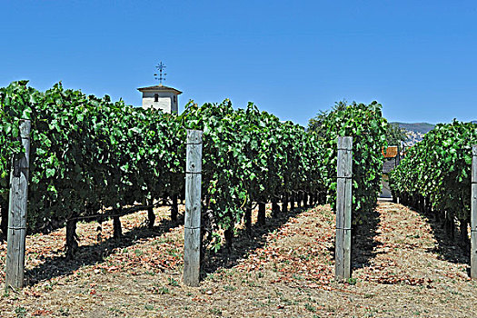 风景,葡萄园,葡萄酒厂,那帕山谷,加利福尼亚,美国