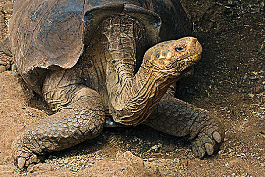 加拉帕戈斯巨龟,象龟属,西班牙岛,加拉帕戈斯,群岛,厄瓜多尔