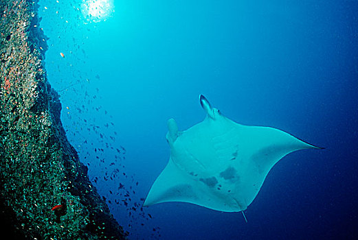 大鳐鱼,双吻前口蝠鲼,马尔代夫,印度洋