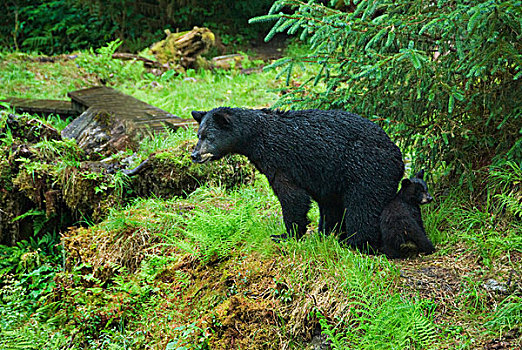美国,阿拉斯加,黑熊,幼兽,靠近,溪流