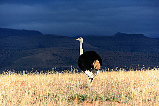 南非,鸵鸟,雄性,斑马山国家公园,非洲