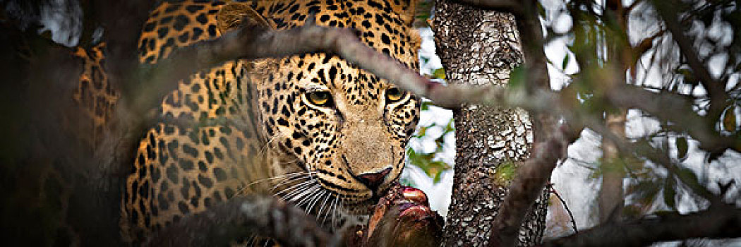 禁猎区,南非,特写,豹,吃,羚羊,树
