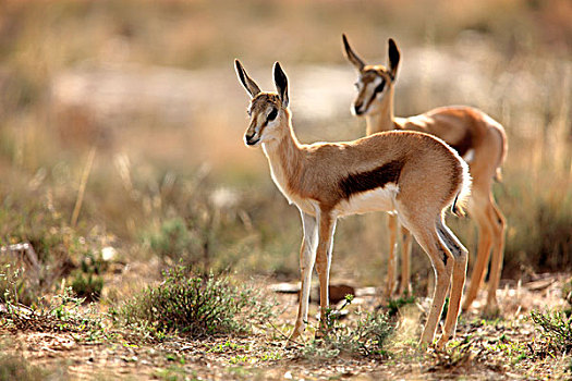跳羚,两个,幼小,斑马山国家公园,南非,非洲