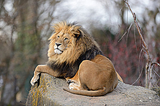 狮子,男性,雄性,躺着,漂石,室外,户外,动物园,德国