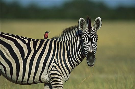 白氏斑马,斑马,深红色,食蜂鸟,乘客,萨维提,乔贝国家公园,博茨瓦纳