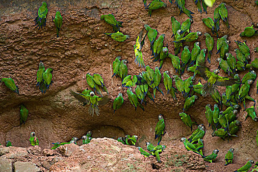 长尾鹦鹉,成群,矿物质,国家公园,亚马逊河,厄瓜多尔