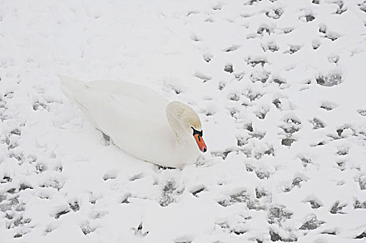 天鹅,雪地