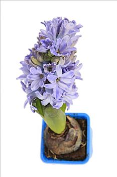 风信子,紫花