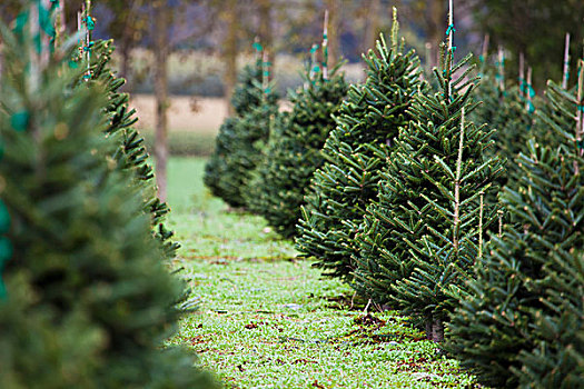 圣诞树园,华盛顿,美国