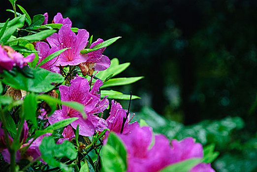 杜鹃花开