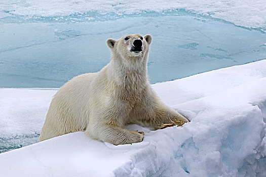 北极熊,浮冰,斯匹次卑尔根岛,挪威,欧洲