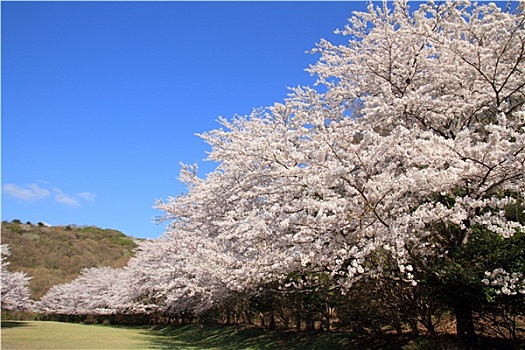 排,樱花,树,静冈,日本